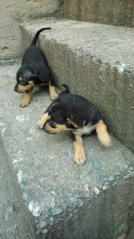 Cachorro raça CÃES idade 2 a 6 meses nome SEM NOME