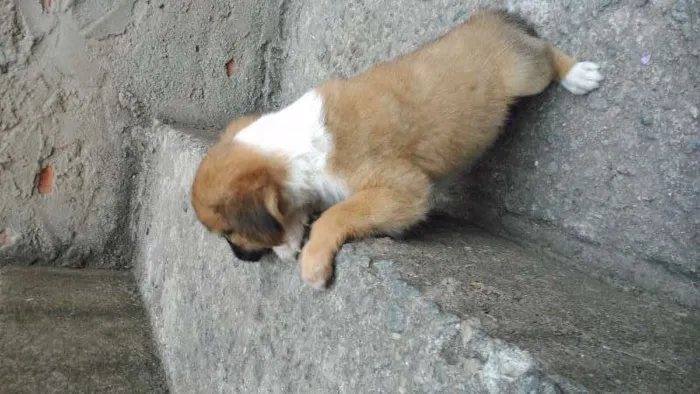 Cachorro raça CÃES idade 2 a 6 meses nome SEM NOME