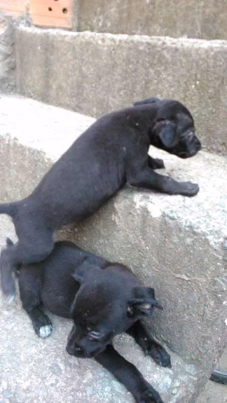 Cachorro raça CÃES idade 2 a 6 meses nome SEM NOME