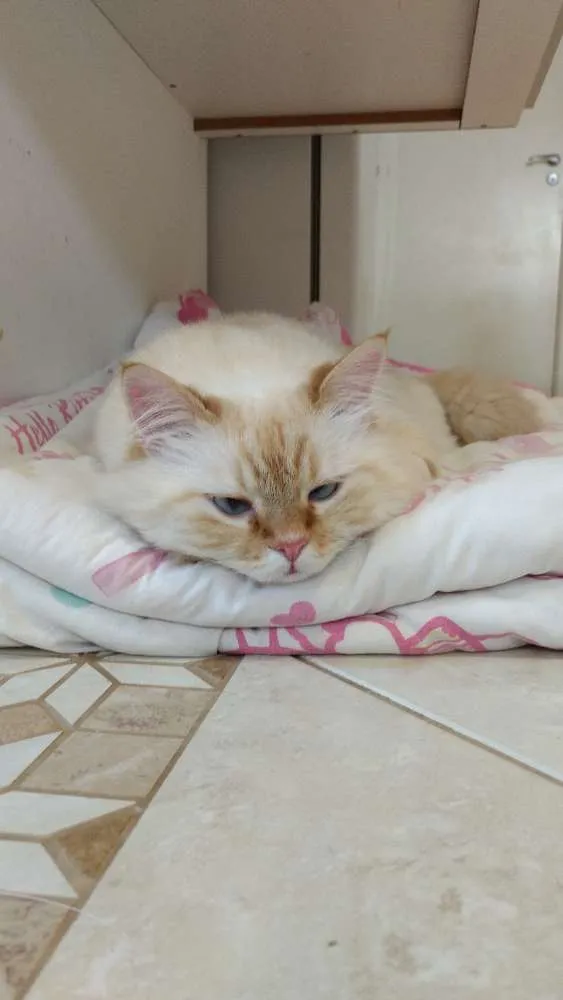 Gato ra a SRD idade 4 anos nome Mingau