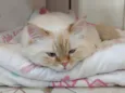 Mingau