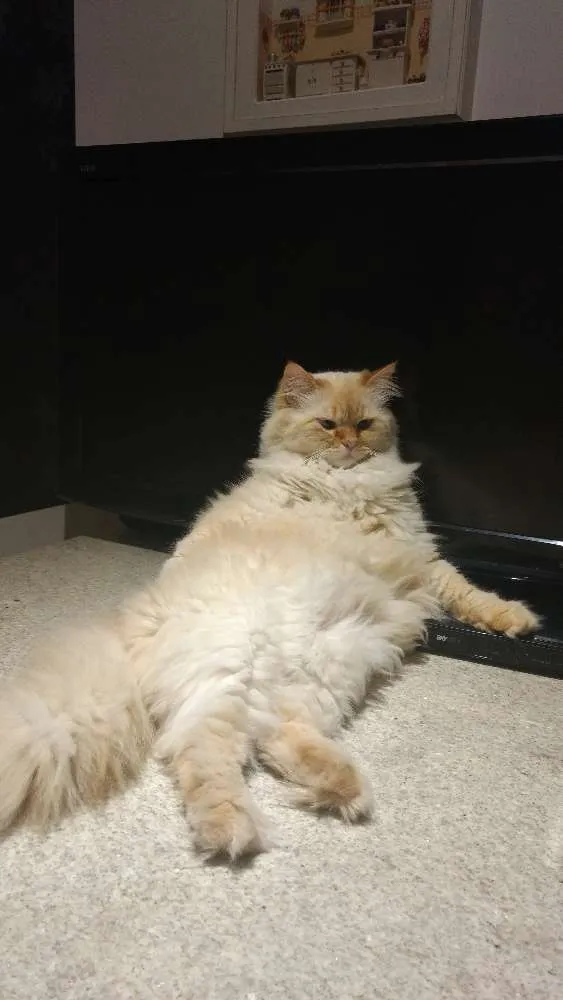 Gato ra a SRD idade 4 anos nome Mingau
