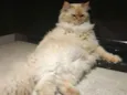Mingau