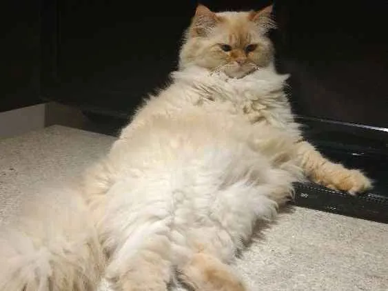 Gato ra a SRD idade 4 anos nome Mingau