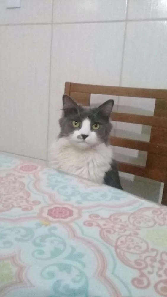 Gato ra a  idade 1 ano nome Getúlio 