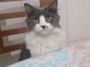 Gato raça  idade 1 ano nome Getúlio 
