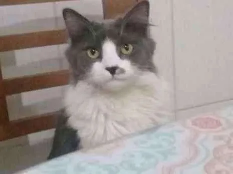 Gato ra a  idade 1 ano nome Getúlio 