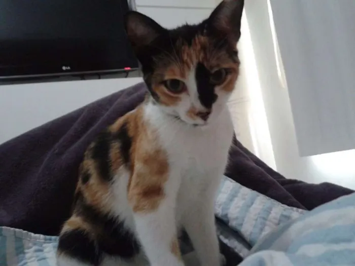 Gato ra a Indefinida idade 2 anos nome Jolie