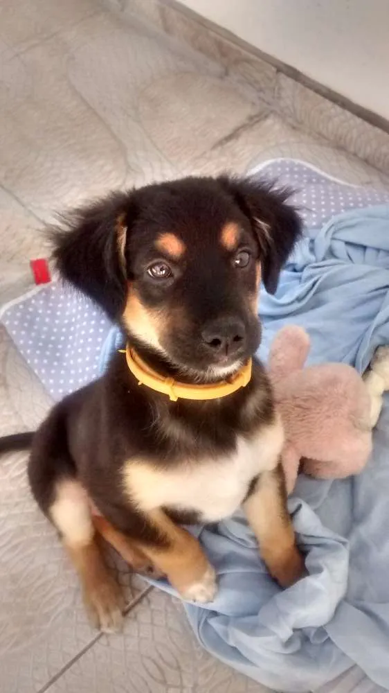 Cachorro ra a Srd idade 2 a 6 meses nome Luna