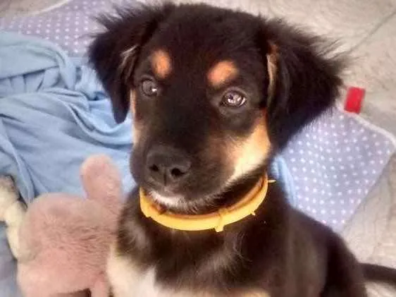 Cachorro ra a Srd idade 2 a 6 meses nome Luna