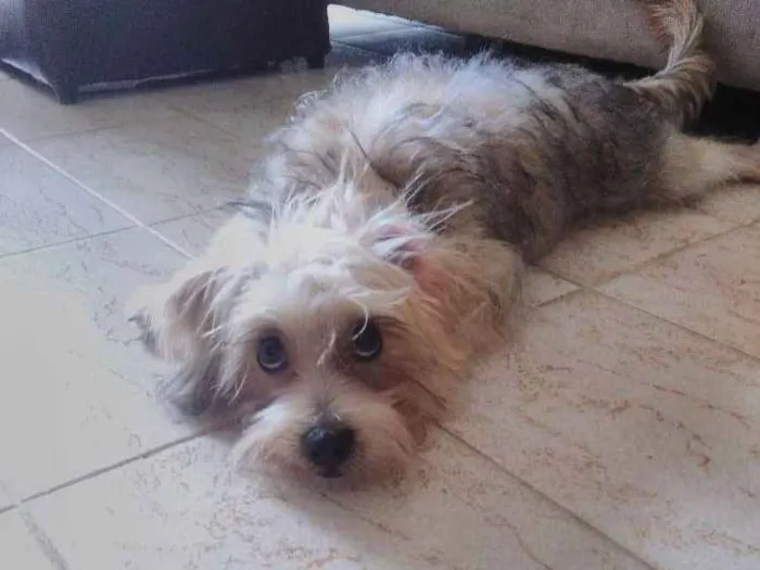 Cachorro raça SRD - Mistura York com Maltês idade 2 a 6 meses nome Cookie