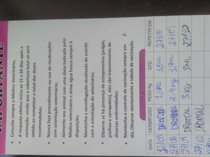 Cachorro raça SRD - Mistura York com Maltês idade 2 a 6 meses nome Cookie