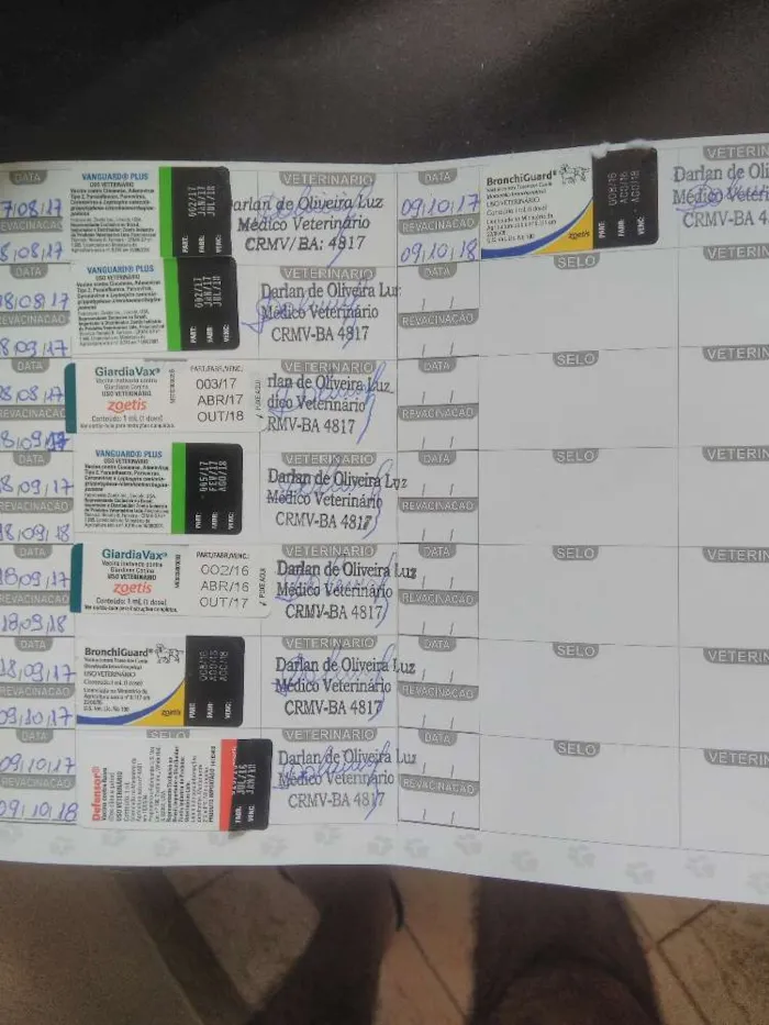 Cachorro raça SRD - Mistura York com Maltês idade 2 a 6 meses nome Cookie