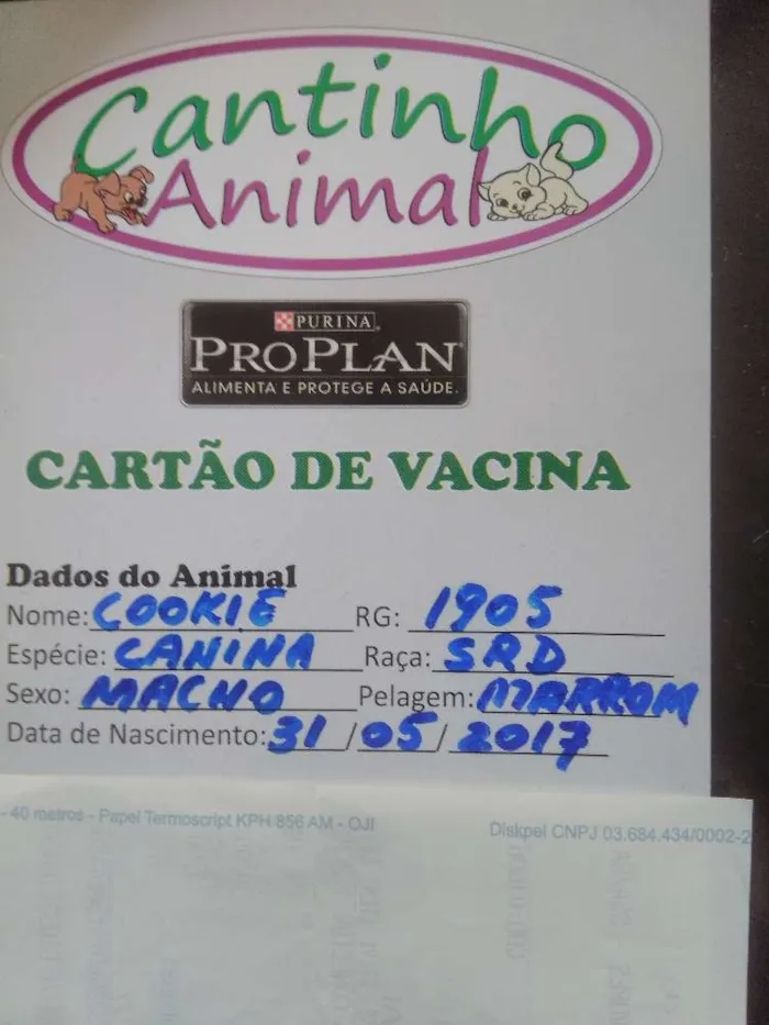 Cachorro raça SRD - Mistura York com Maltês idade 2 a 6 meses nome Cookie