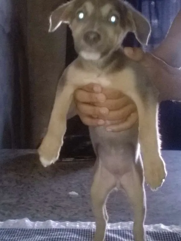 Cachorro ra a SRD - Sem raça definida idade 2 a 6 meses nome Diversos