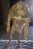 Diversos