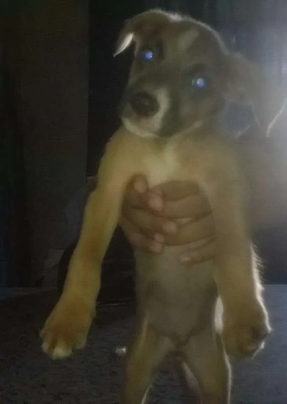 Cachorro ra a SRD - Sem raça definida idade 2 a 6 meses nome Diversos