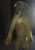 Diversos
