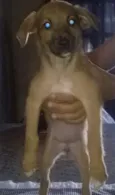 Diversos