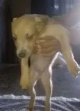 Diversos
