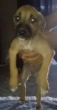 Diversos