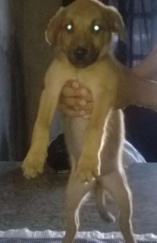 Cachorro ra a SRD - Sem raça definida idade 2 a 6 meses nome Diversos