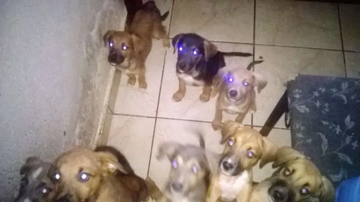 Cachorro ra a SRD - Sem raça definida idade 2 a 6 meses nome Diversos