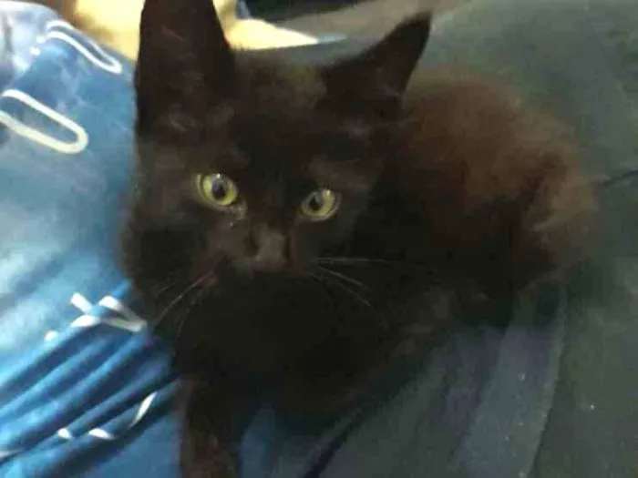 Gato ra a SRD idade 2 a 6 meses nome Pantera (Temporário)