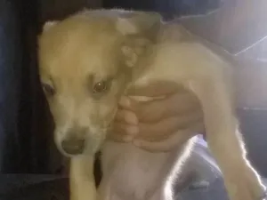 Cachorro raça SRD - Sem raça definida idade 2 a 6 meses nome Diversos
