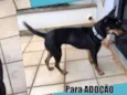 Amora