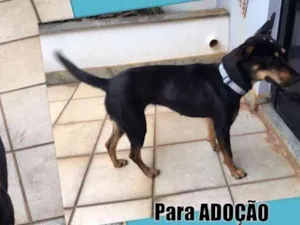 Cachorro raça SRD idade 1 ano nome Amora