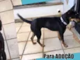 Amora