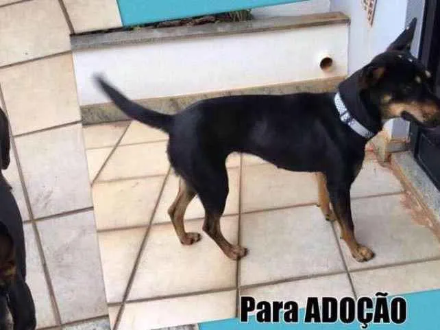Cachorro raça SRD idade 1 ano nome Amora