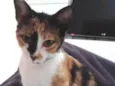 Jolie