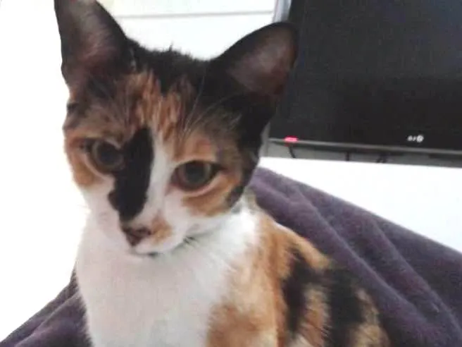 Gato ra a Indefinida idade 2 anos nome Jolie