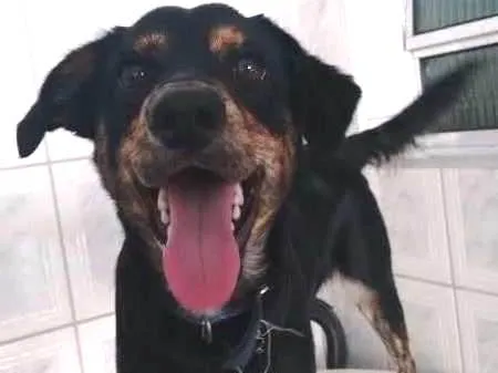 Cachorro ra a Cocker misturado com vira-lata idade 1 ano nome Luke