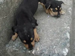 Cachorro raça CÃES idade 2 a 6 meses nome SEM NOME