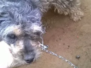 Cachorro raça srd(vira lata) idade 1 ano nome pipoca