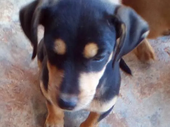 Cachorro ra a Vira lata lindos idade Abaixo de 2 meses nome Sem nome