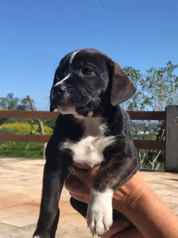 Cachorro ra a SRD idade Abaixo de 2 meses nome Dory
