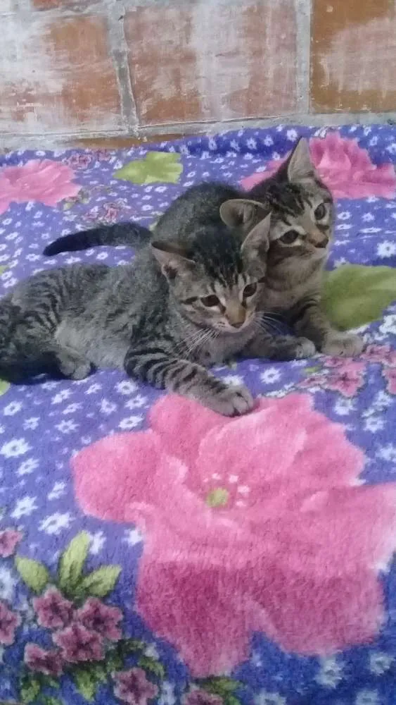 Gato raça Vira lata idade 2 a 6 meses nome Sem nome