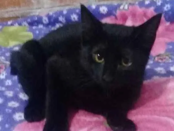Gato raça Vira lata idade 2 a 6 meses nome Sem nome