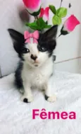 Bebês gatinhos fofos