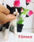 Bebês gatinhos fofos