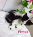 Bebês gatinhos fofos