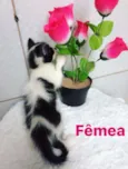 Bebês gatinhos fofos