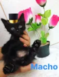 Bebês gatinhos fofos