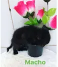 Bebês gatinhos fofos
