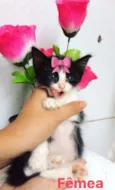 Bebês gatinhos fofos