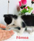 Bebês gatinhos fofos